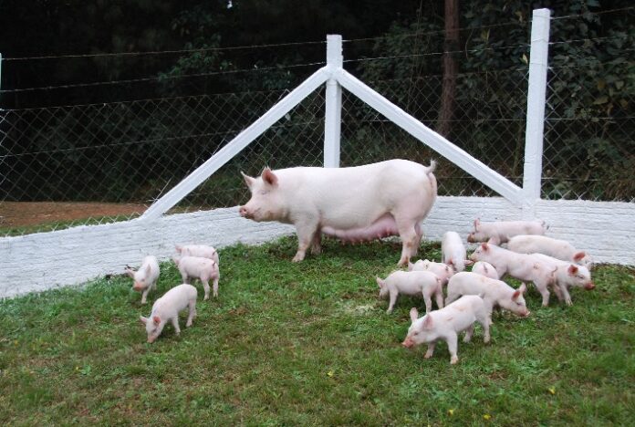 Três pilares podem impactar economicamente uma granja de suínos