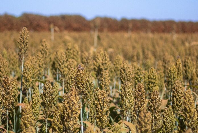 Boa Safra adiciona sorgo ao seu portfólio de sementes