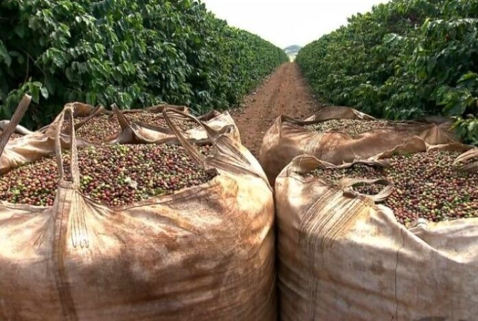 Colheita de café arábica chega a 66,50% nas áreas da Cooxupé