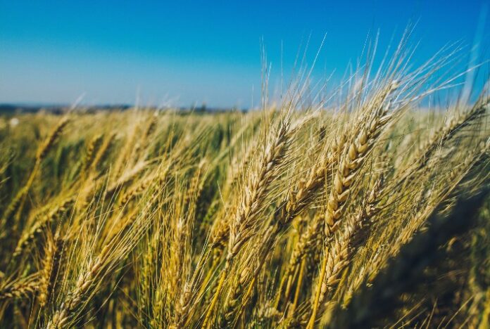 Dia de Campo de Inverno será dia 4 de agosto na Embrapa Soja