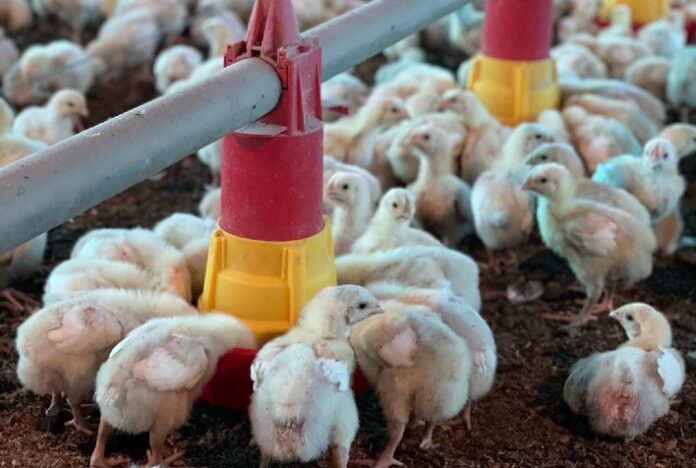 Frangos de corte têm melhor conversão alimentar no inverno, mas desafio é uniformidade de lotes