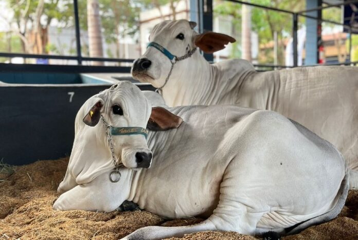 Leilão Edição Especial, da Agro Mata Velha, oferta animais Nelore durante a Expogenética 2023