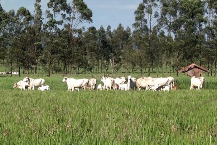 Propriedade paranaense tem redução de custos na agricultura e alta produtividade na pecuária com ILPF