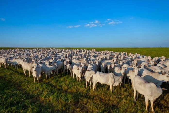 Rebanho bovino de Mato Grosso já chega a 34,4 milhões de animais