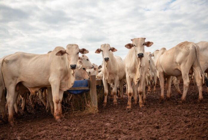 Recria Intensiva a Pasto (RIP): estratégia de suplementação para garantir desempenho do animal no ciclo pecuário