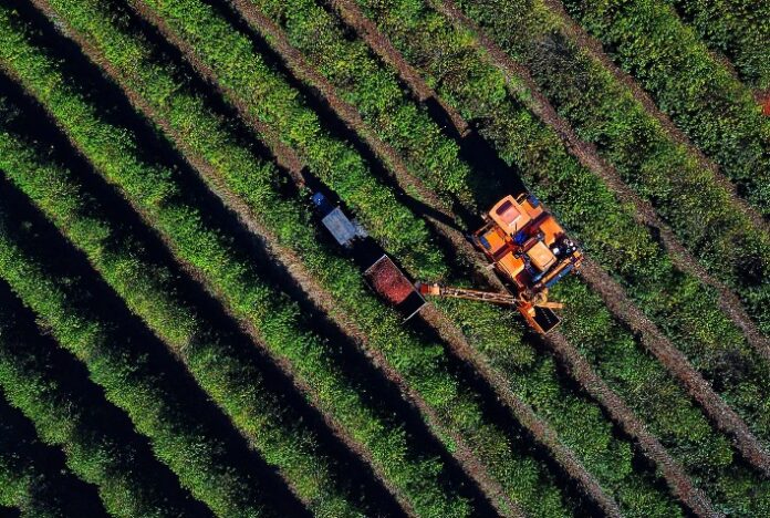 Safra de café paranaense deve render 41,4 mil toneladas, 42% a mais em relação a 2022