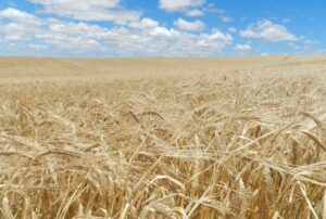 A cevada e os desafios do agro