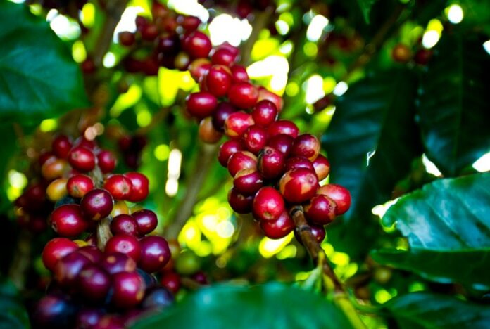 Campo Futuro levanta custos de produção de café no Espírito Santo