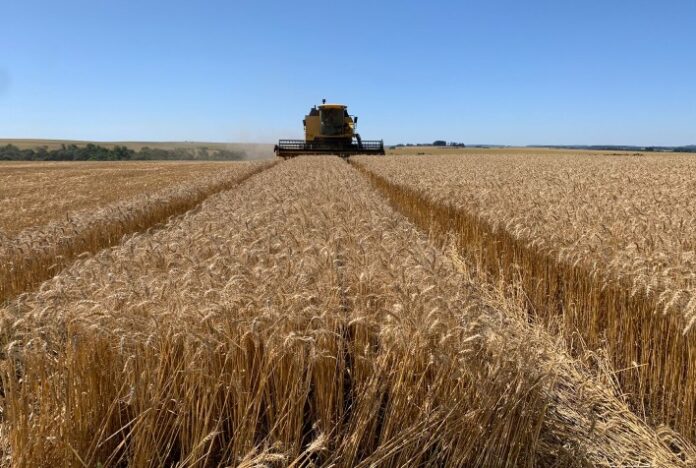 Chuvas no Sul durante a colheita mantêm mercado de trigo em alerta