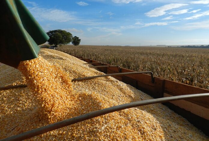 Colheita do milho vai à 79% no Paraná, enquanto plantio 23/24 chega em 26%, relata Deral