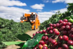 Conab estima produção de café em 54,36 milhões de sacas, 3ª maior na série histórica