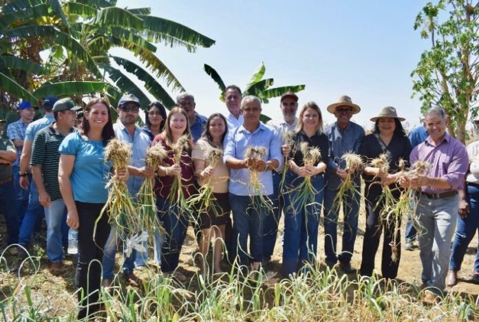 Dia de Campo divulga benefícios da cultura do alho em Perolândia