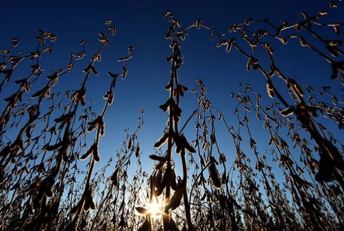 Dourados (MS) espera cultivar 230 mil hectares de soja na safra 2023/24