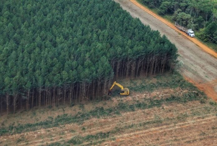 FLORESTAS PLANTADAS: Paraná lidera a produção nacional de lenha e produtos alimentícios da silvicultura