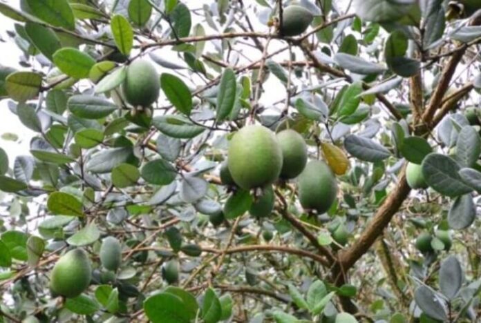 “Fruta do futuro” ganha mercado e maior produção ocorre em SC