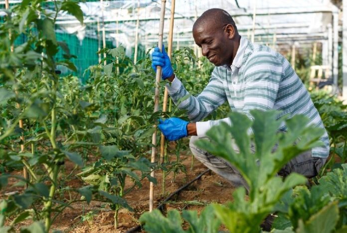 Os mercados de carbono podem ser uma oportunidade de desenvolvimento sustentável para a região e é necessário fortalecê-los, dizem especialistas em painel internacional da CAF e argentino BICE com a participação do IICA