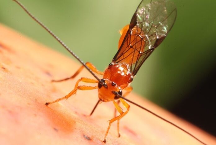 Parasitoide com tecnologia 100% nacional é capaz de controlar moscas-das-frutas