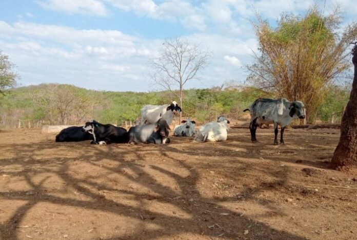 Produção de leite realiza sonho de ex-caminhoneiro