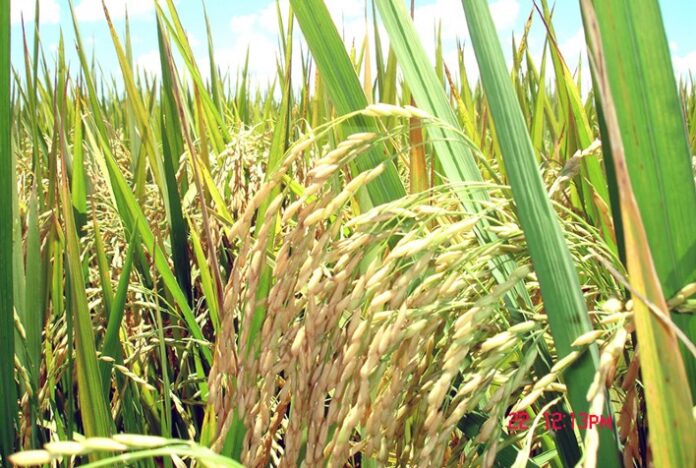 Produtores rurais de SC conhecem cenário de oferta e demanda global do mercado de arroz