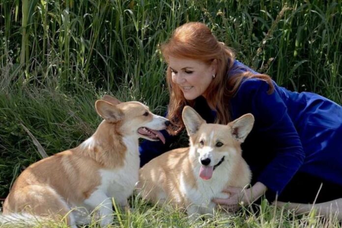 Sarah Ferguson e os Corgis da rainha