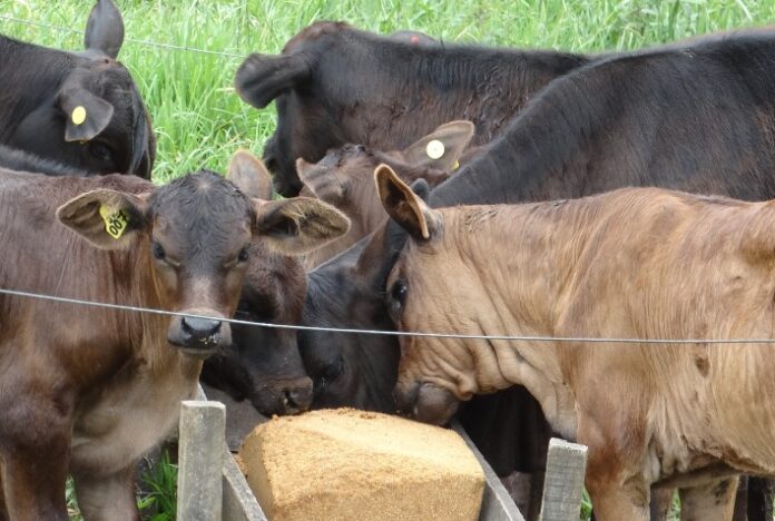 Sistema creep-feeding promove aumento da produtividade na bovinocultura de corte