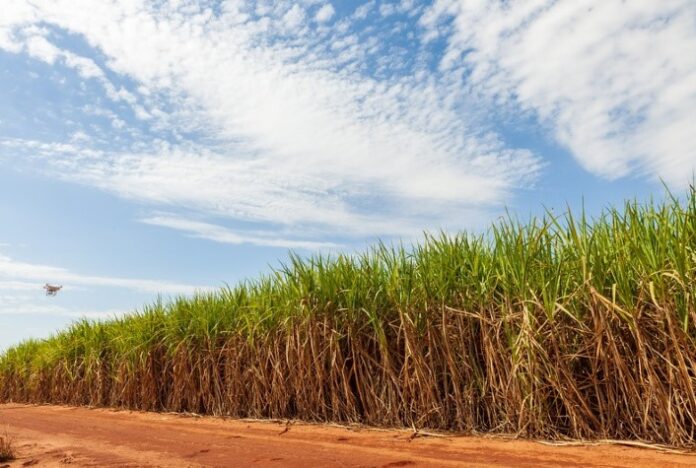 Uso de drones nos canaviais contribui para um processo mais sustentável de cultivo e possibilita uma economia de até 85% no uso herbicidas