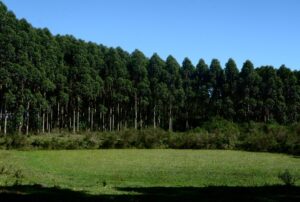 Agro mineiro exporta 12,1 milhões de toneladas e soma US$ 10,7 bilhões de janeiro a setembro