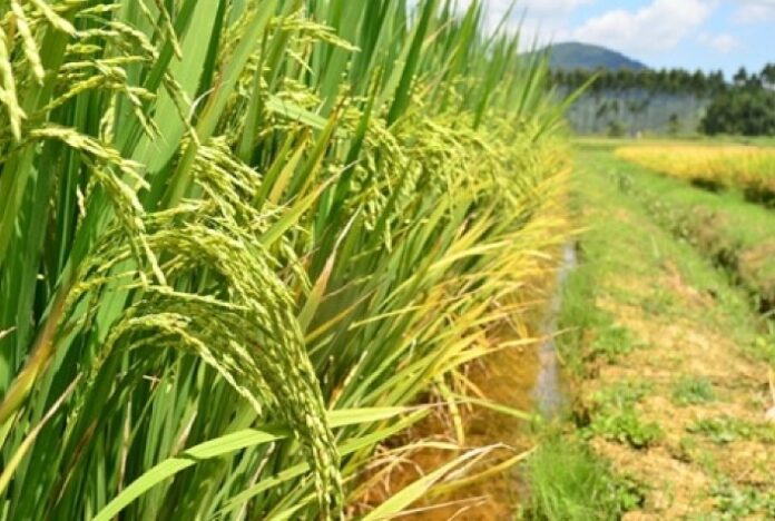 Arroz e feijão avançam no Rio Grande do Sul