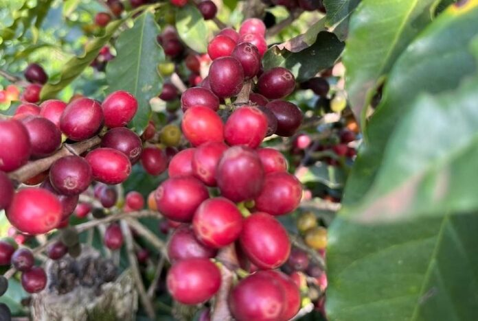 Cálcio, enxofre e boro no solo deixam cafezais mais resistentes a altas temperaturas