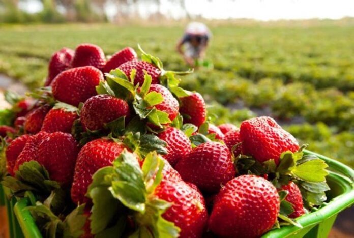 Cultivo de morango conquista novos horizontes