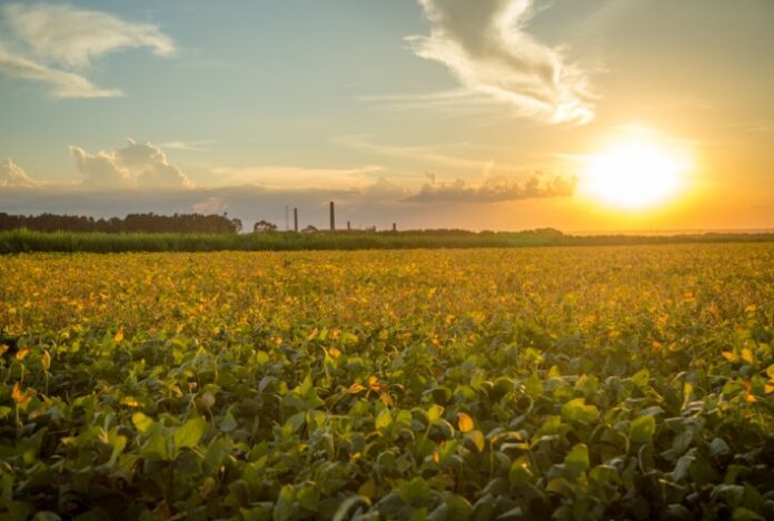 Desafios climáticos: agronegócio sofre com fenômeno El Niño