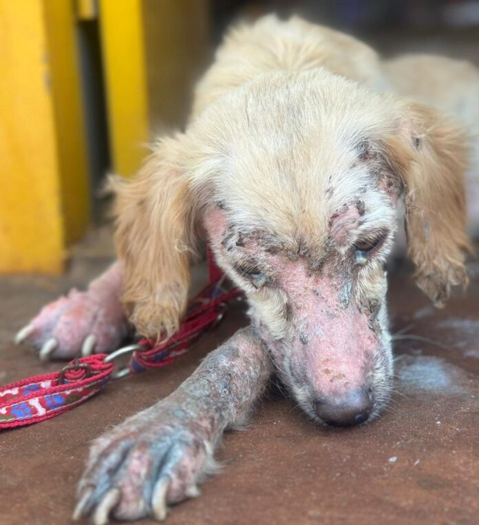 Mulher é presa por maus-tratos a animais em Campo Grande