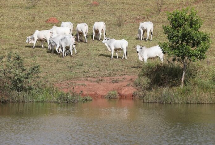 Pecuarista goiano deve declarar o rebanho a partir desta quarta-feira, 1º de novembro