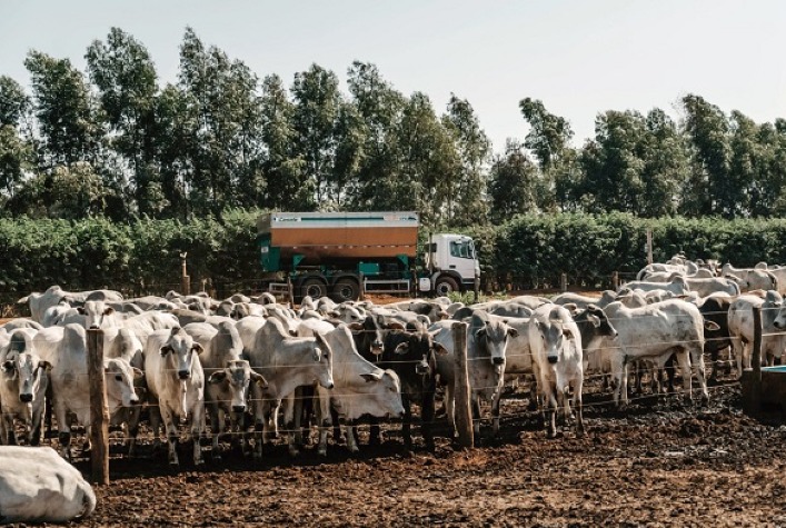 Performance produtiva da pecuária envolve nutrição animal