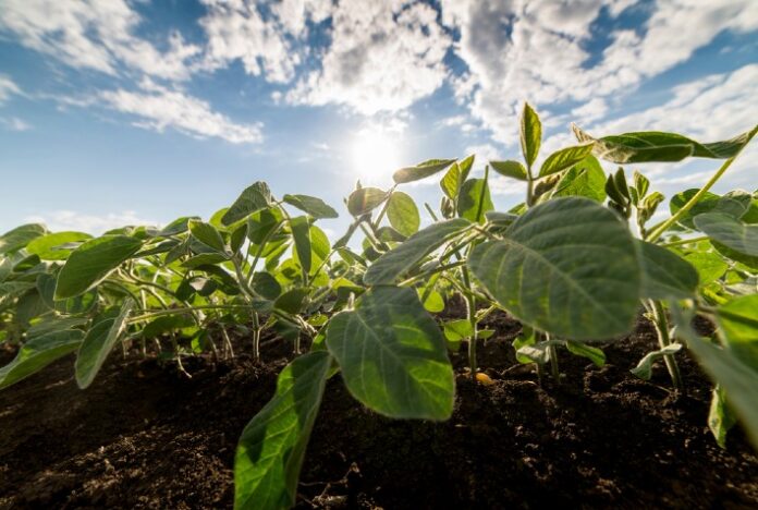 Plantio de soja vai a 5,2% da área no Brasil e é o mais rápido da série histórica