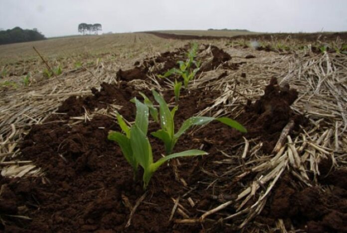 Plantio do milho atinge 70% da área prevista para RS