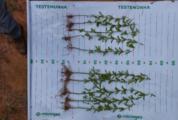 Produtora de Santa Margarida do Sul (RS), alcança excelentes resultados com a adoção do manejo biológico