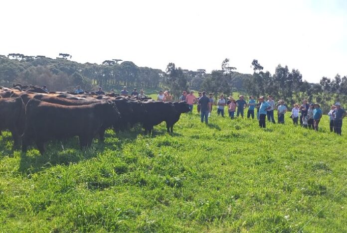 Produtores visitam fazenda de SC considerada referência em Bovinocultura de Corte no Brasil