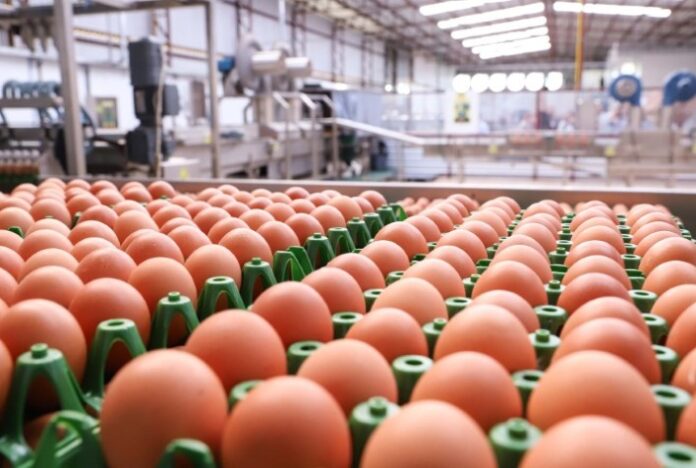 SEAB/DERAL: Boletim agropecuário destaca recuo dos preços dos ovos e grande safra da cana-de-açúcar