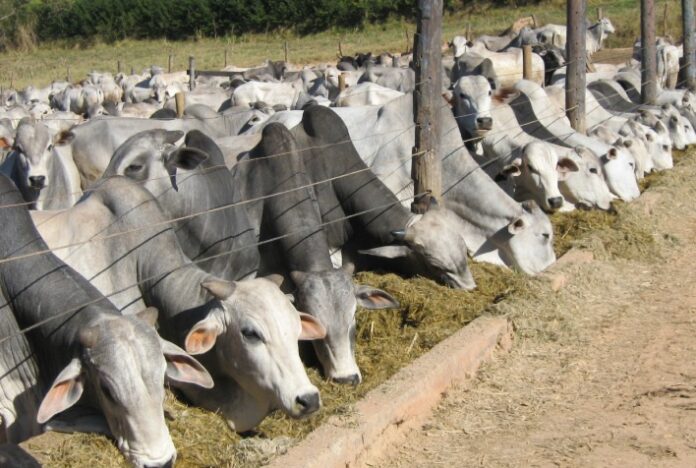 Seminário de Políticas Públicas aborda estratégias para reduzir a emissão de carbono na agropecuária