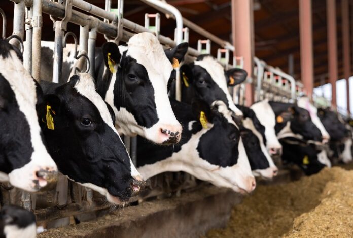 Síndrome do intestino permeável aumenta gasto energético das vacas leiteiras e reduz rentabilidade do produtor