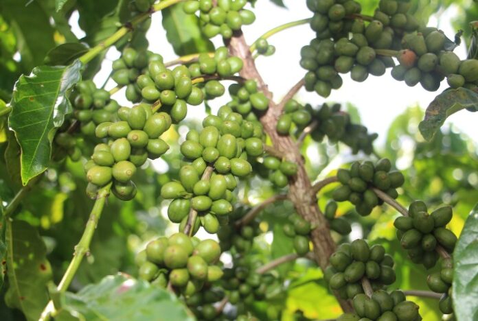 Sipcam Nichino crê em avanço da prática da bioestimulação na cafeicultura