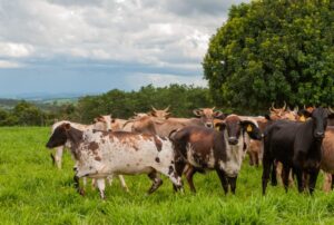 Vacinação contra raiva de herbívoros e prazo para envio da declaração de rebanho começam dia 1º de novembro em Goiás