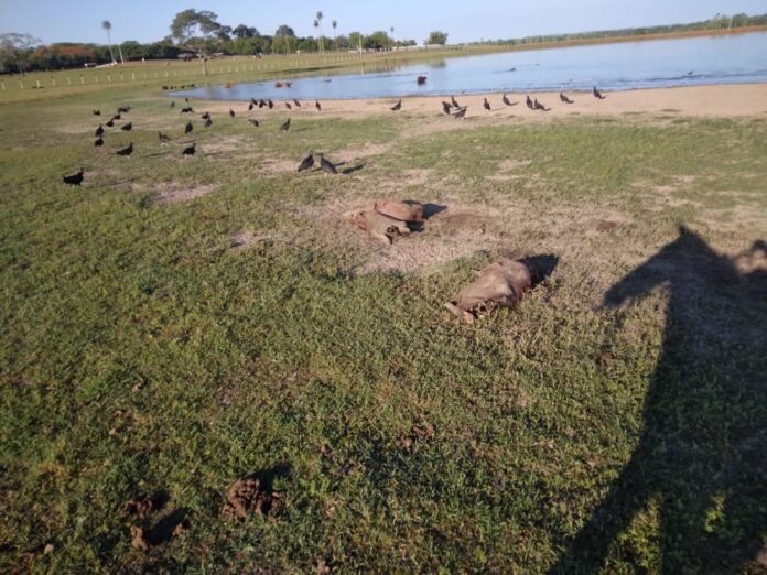 Polícia Civil esclarece furto em propriedade rural e prende autor de crimes ambientais