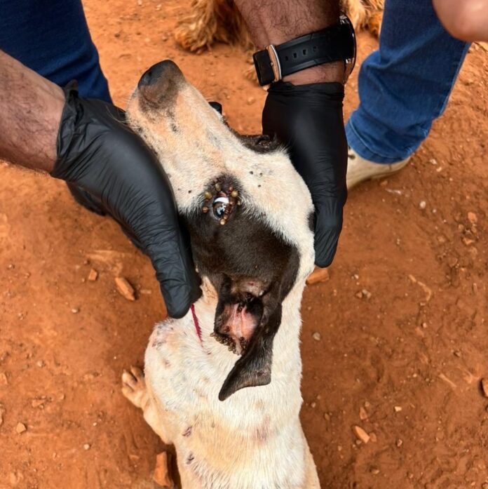 Polícia Civil prende mulher por maus-tratos a animais, em Campo Grande