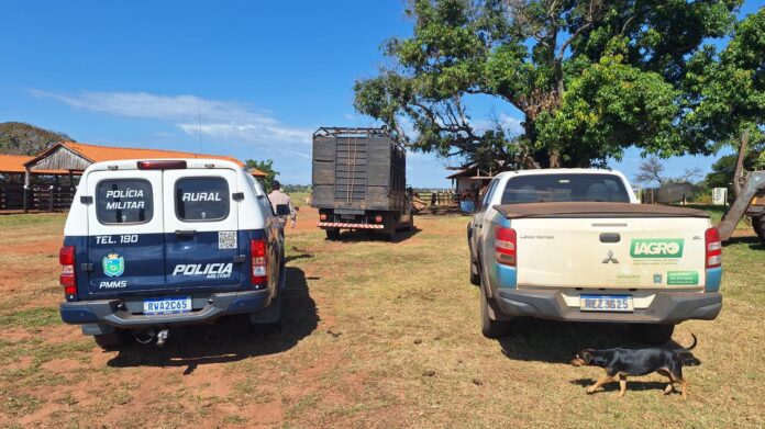 BPMRu intercepta gado sendo transportado sem documentação