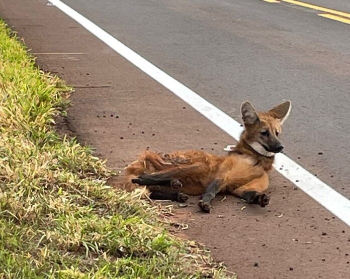 PMA da PMMS resgata lobo-guará atropelado em Sidrolândia