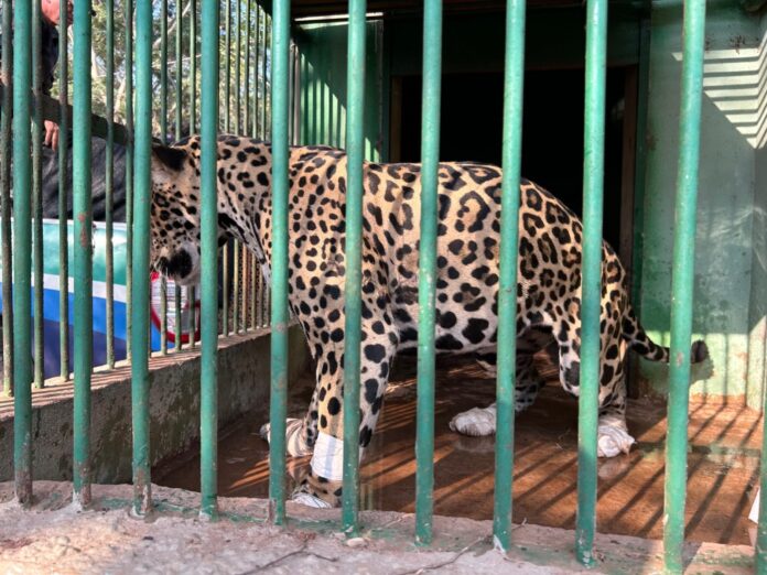 Em ação conjunta, PMA resgata no Pantanal, onça-pintada com queimaduras