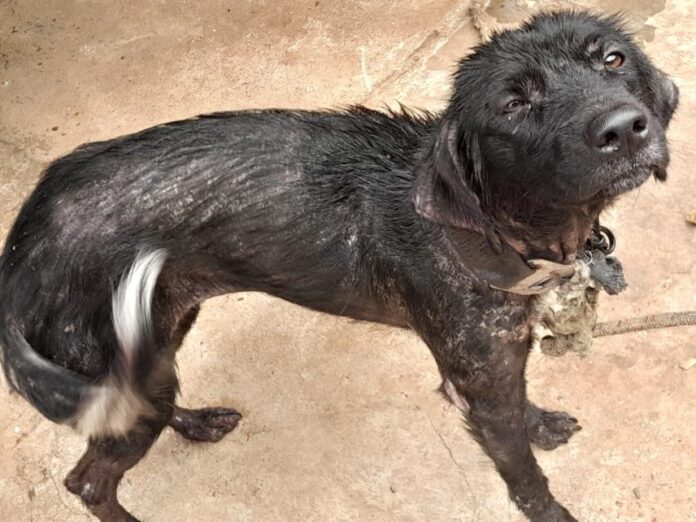 Polícia Militar e Civil prendem suspeito de maus tratos a animais